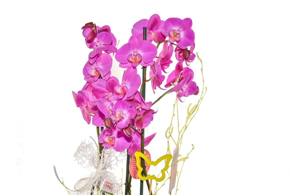 Foto 2 Orquídea en cristal P015 