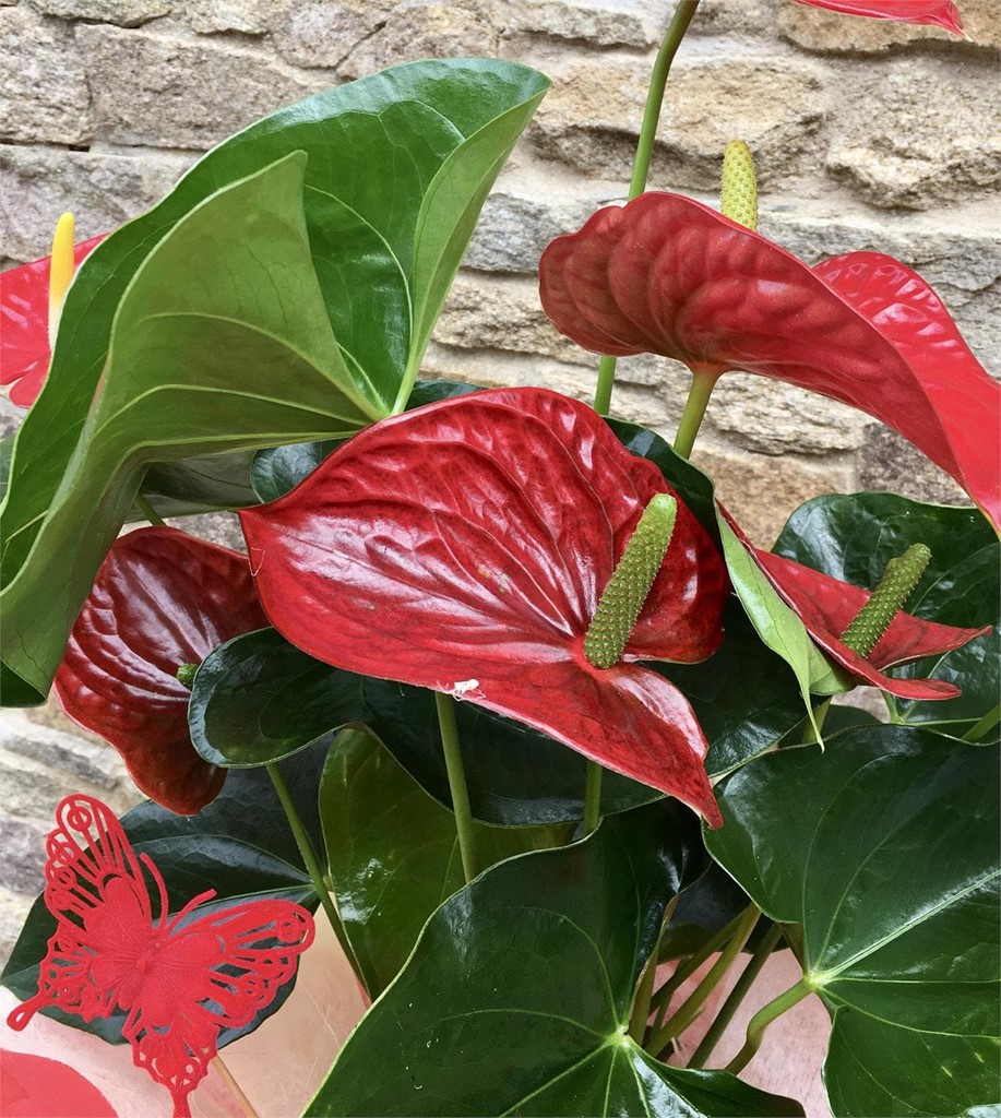 Foto 2 Anthurium en mimbre 