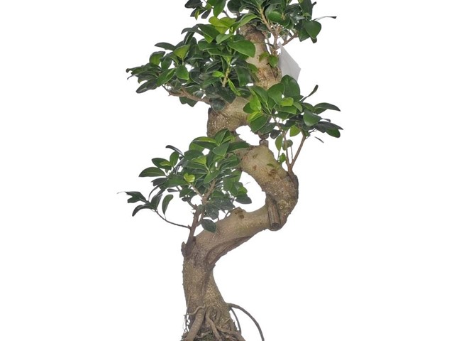 Bonsai alto