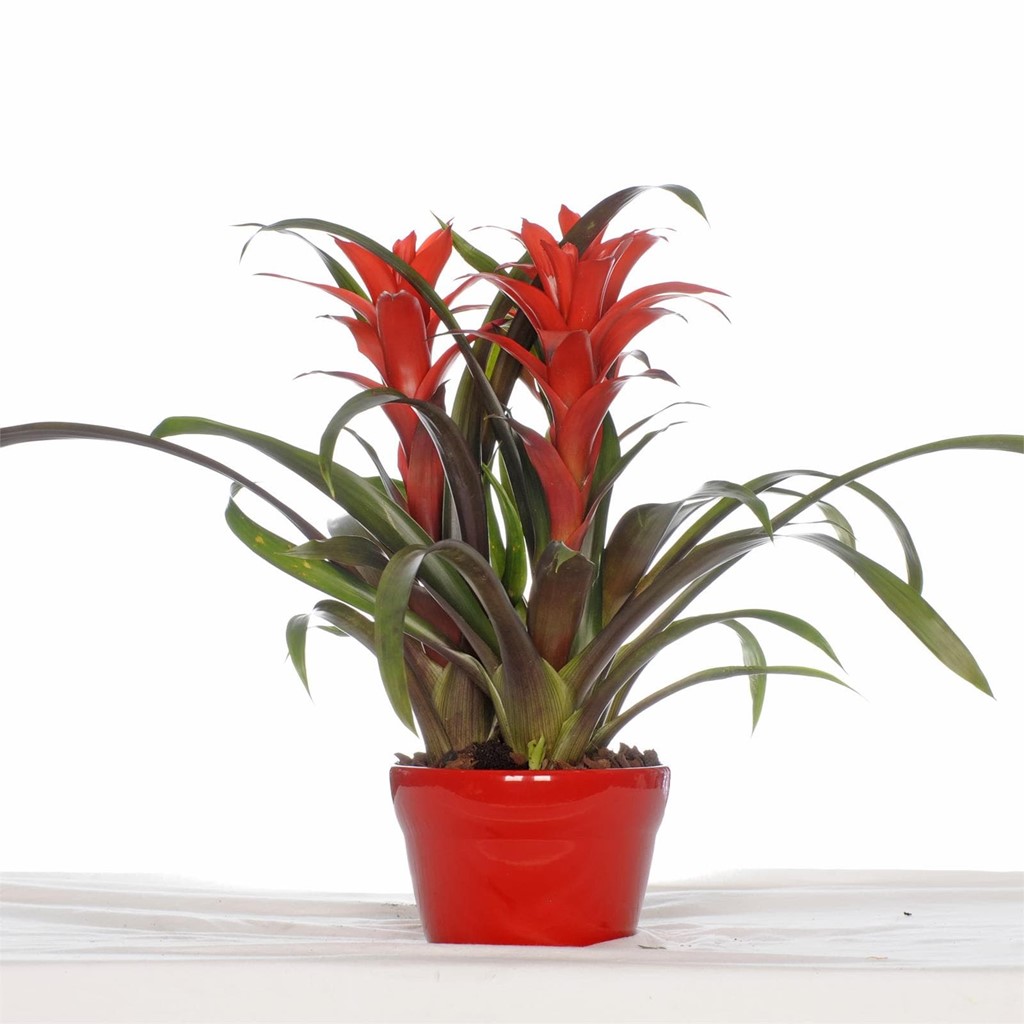 Foto 1 Bromelia roja P013