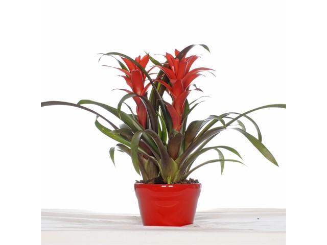 Bromelia roja P013