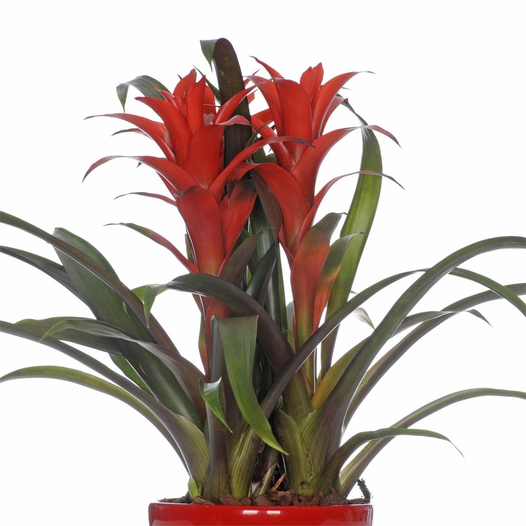 Foto 3 Bromelia roja P013