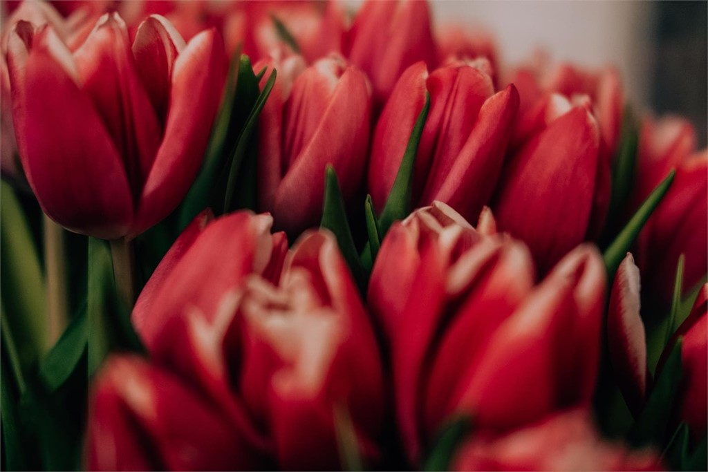 ¿Cómo guardar las flores para siempre?