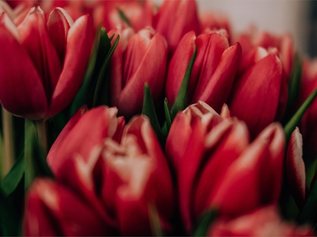 ¿Cómo guardar las flores para siempre?