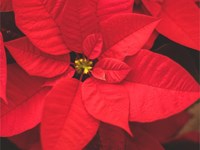 ¿Cuáles son las flores más típicas en Navidad?