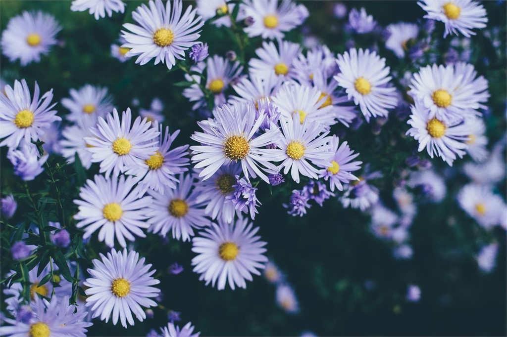 Dale vida a tu jardín con nuestras flores