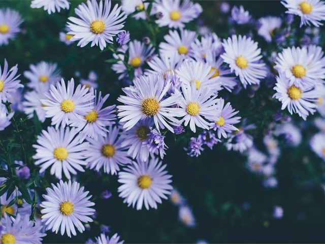 Dale vida a tu jardín con nuestras flores