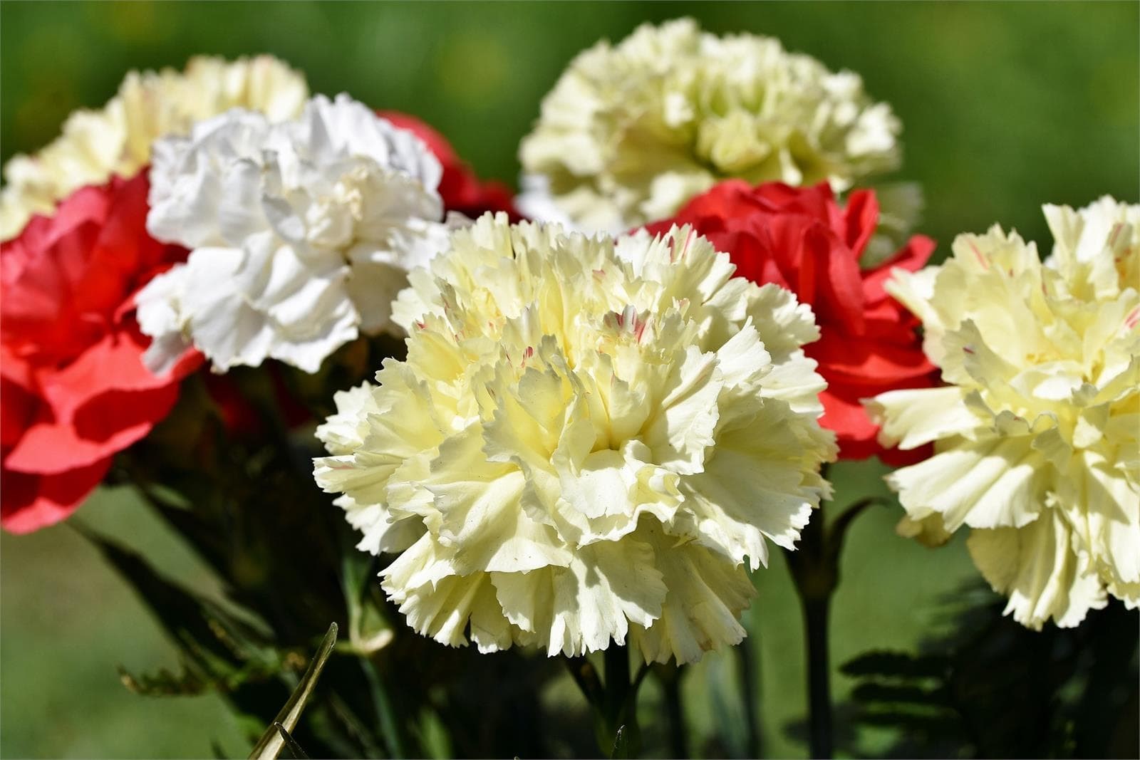 ¡En Floristería Alba seguimos con la campaña de Difuntos! - Imagen 1