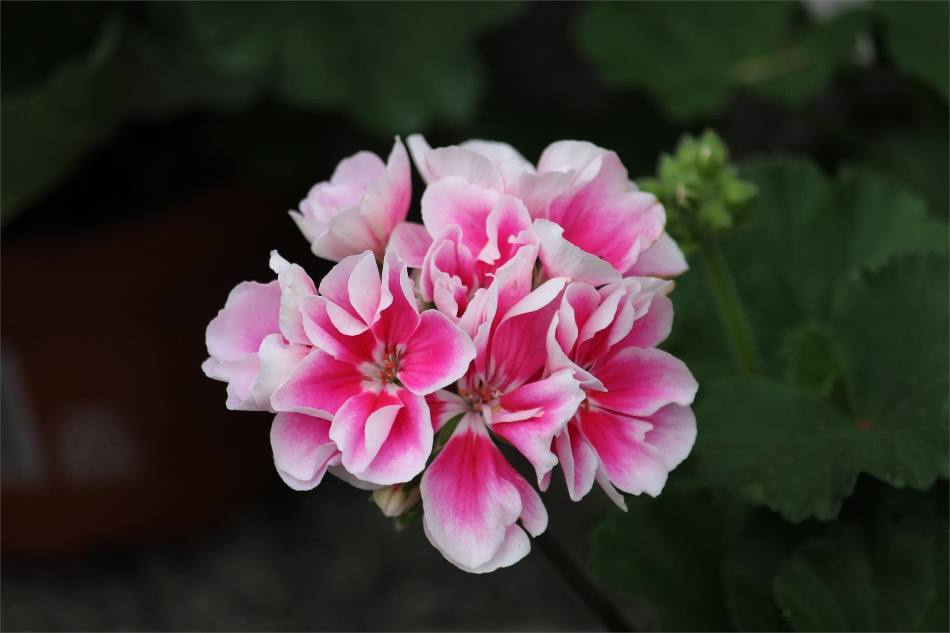 Flores de temporada: ¡llena tu vida de color!