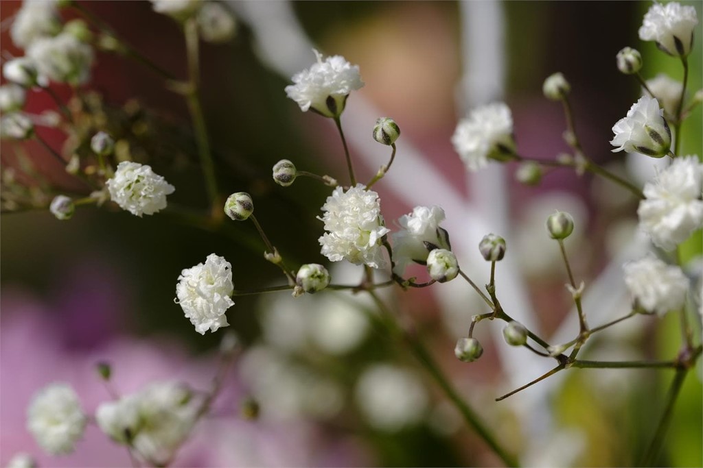 Flores más demandadas para el Día de Difuntos