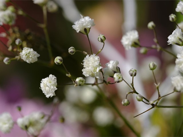 Flores más demandadas para el Día de Difuntos