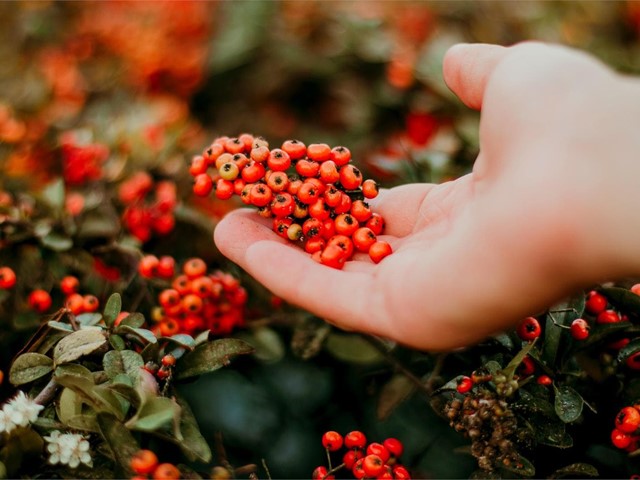 Flores y plantas típicas de la Navidad: este año, regala flores en Ferrol