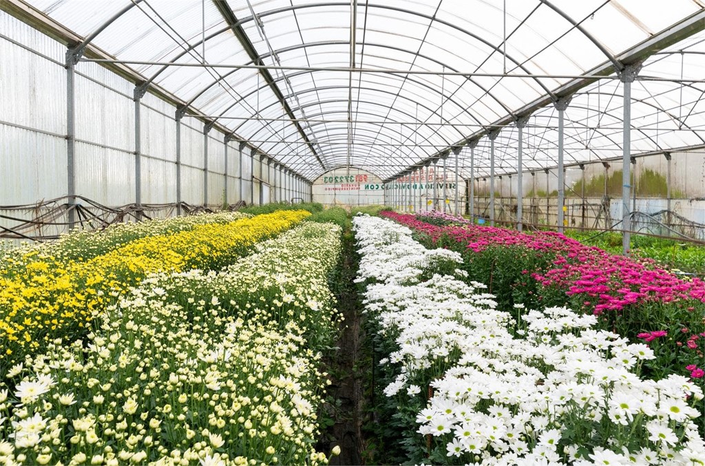 Floristería Alba: contamos con invernaderos propios para ofrecer las flores más frescas