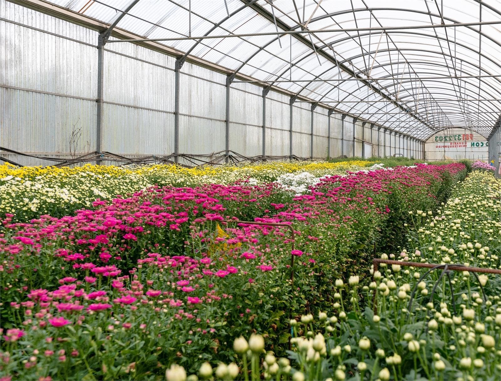Floristería Alba: contamos con invernaderos propios para ofrecer las flores más frescas - Imagen 1