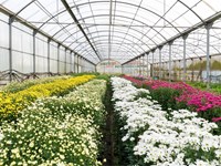 Floristería Alba: contamos con invernaderos propios para ofrecer las flores más frescas