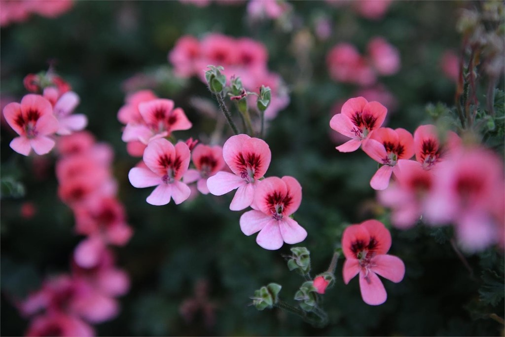 Geranios: características y cuidados para esta flor