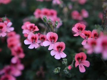 Geranios: características y cuidados para esta flor