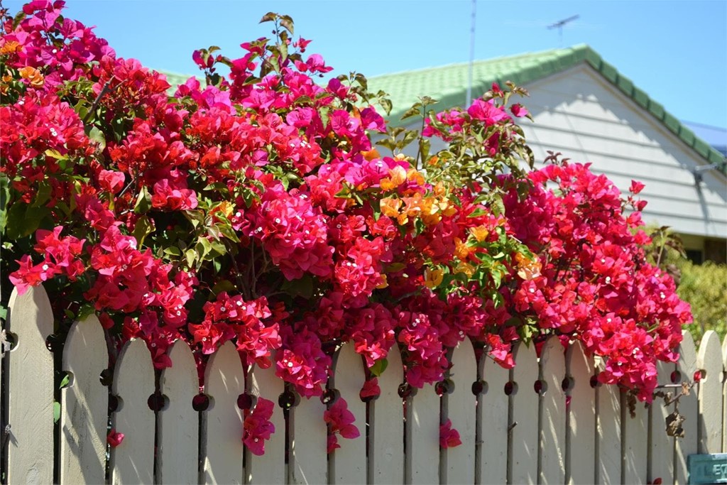 Las flores perfectas para el verano