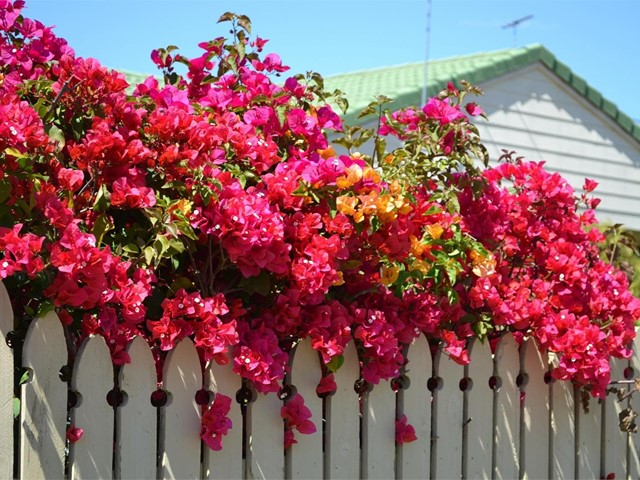 Las flores perfectas para el verano