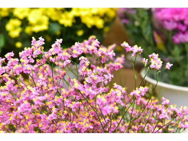 Limonium flor cortada