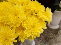 Mayo, el mes de las flores: ¿cuáles son las más típicas?