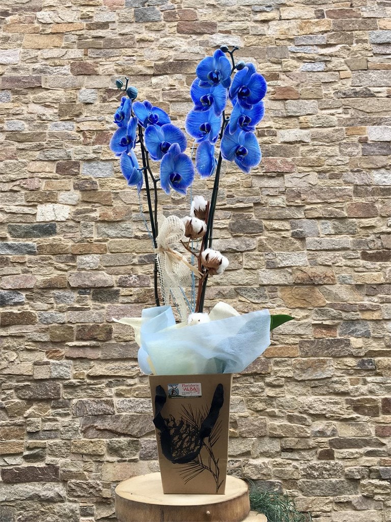 Foto 1 Orquídea  azul en caja 