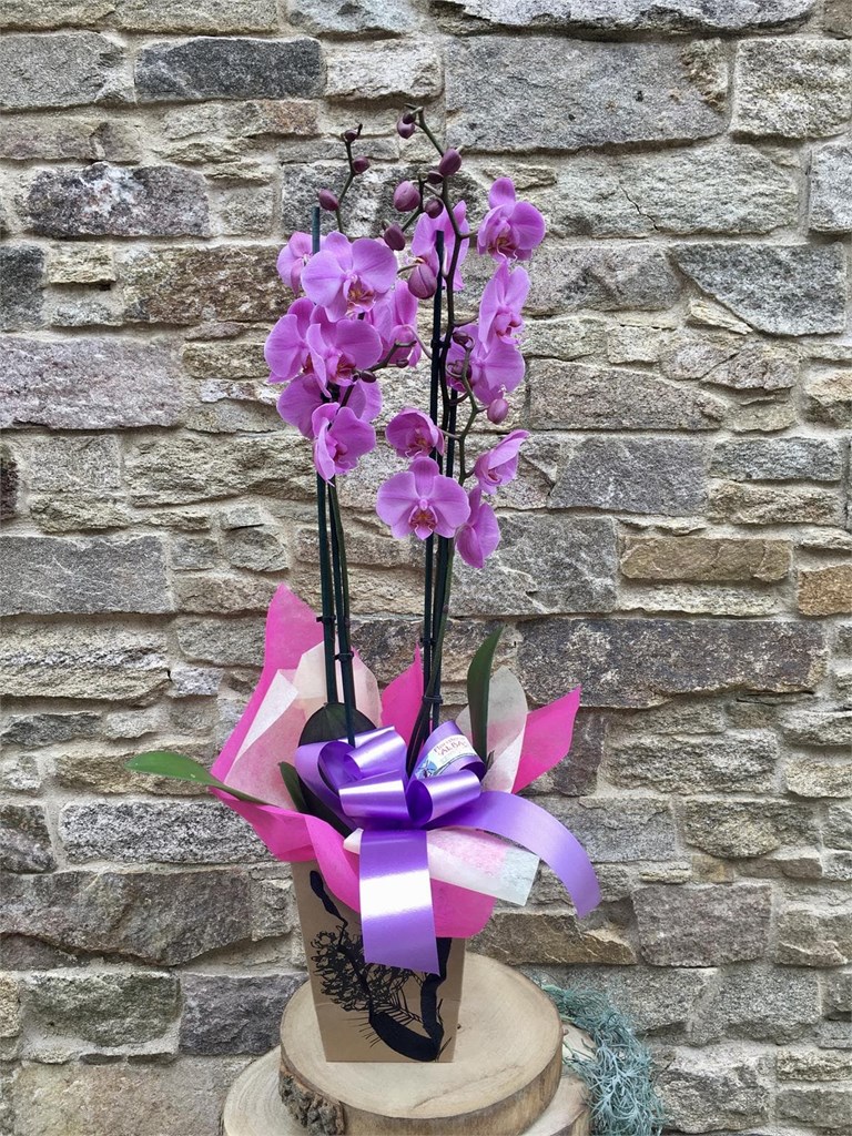 Foto 1 Orquídea en caja 