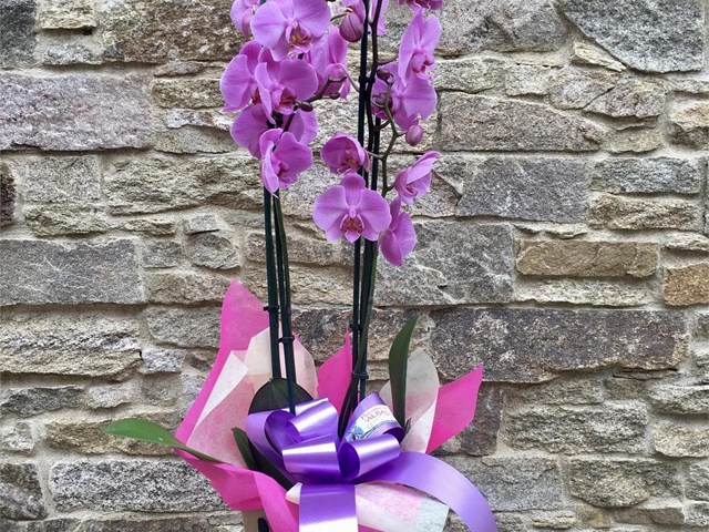 Orquídea en caja 