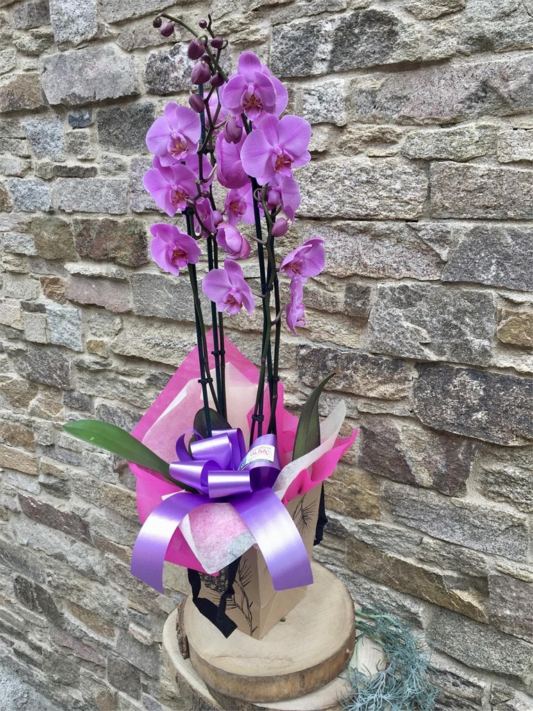 Foto 2 Orquídea en caja 