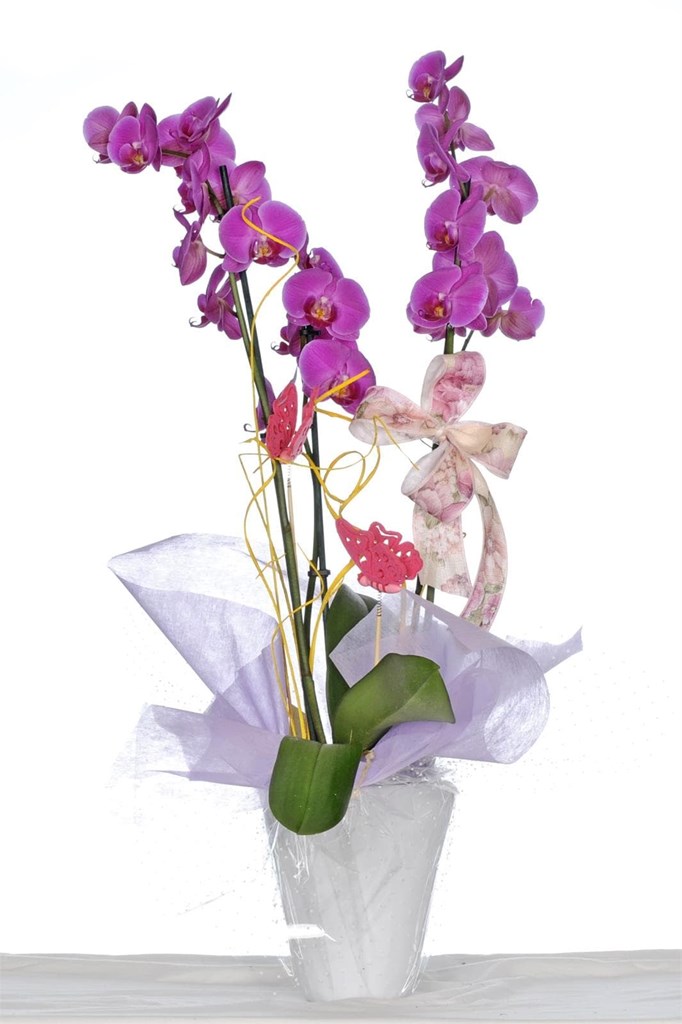 Foto 1 Orquídea en maceta P014