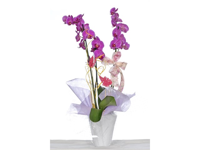 Orquídea en maceta P014