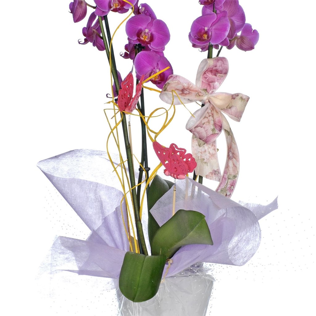 Foto 2 Orquídea en maceta P014
