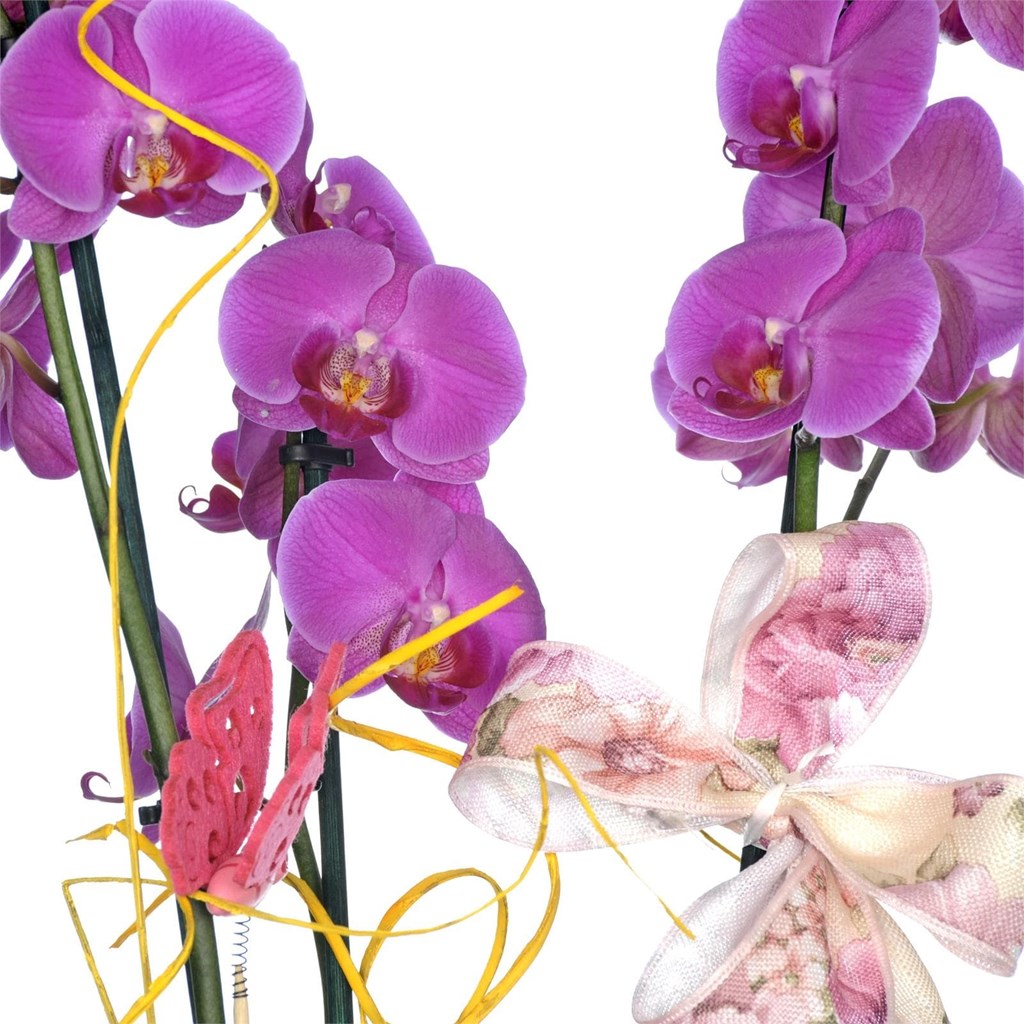 Foto 3 Orquídea en maceta P014