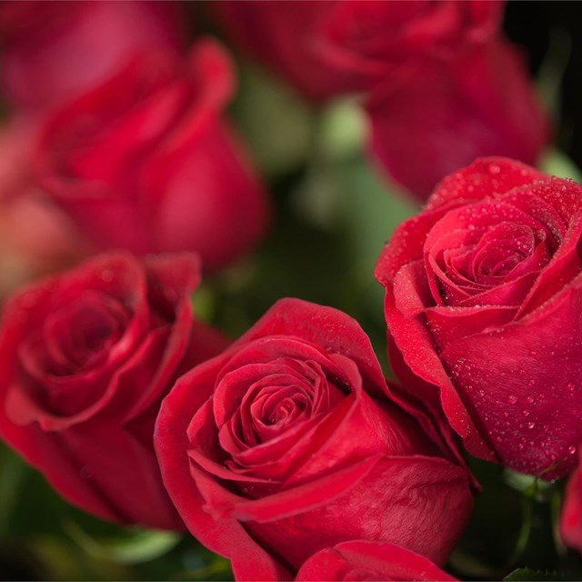 ¿Por qué las rosas simbolizan el amor?