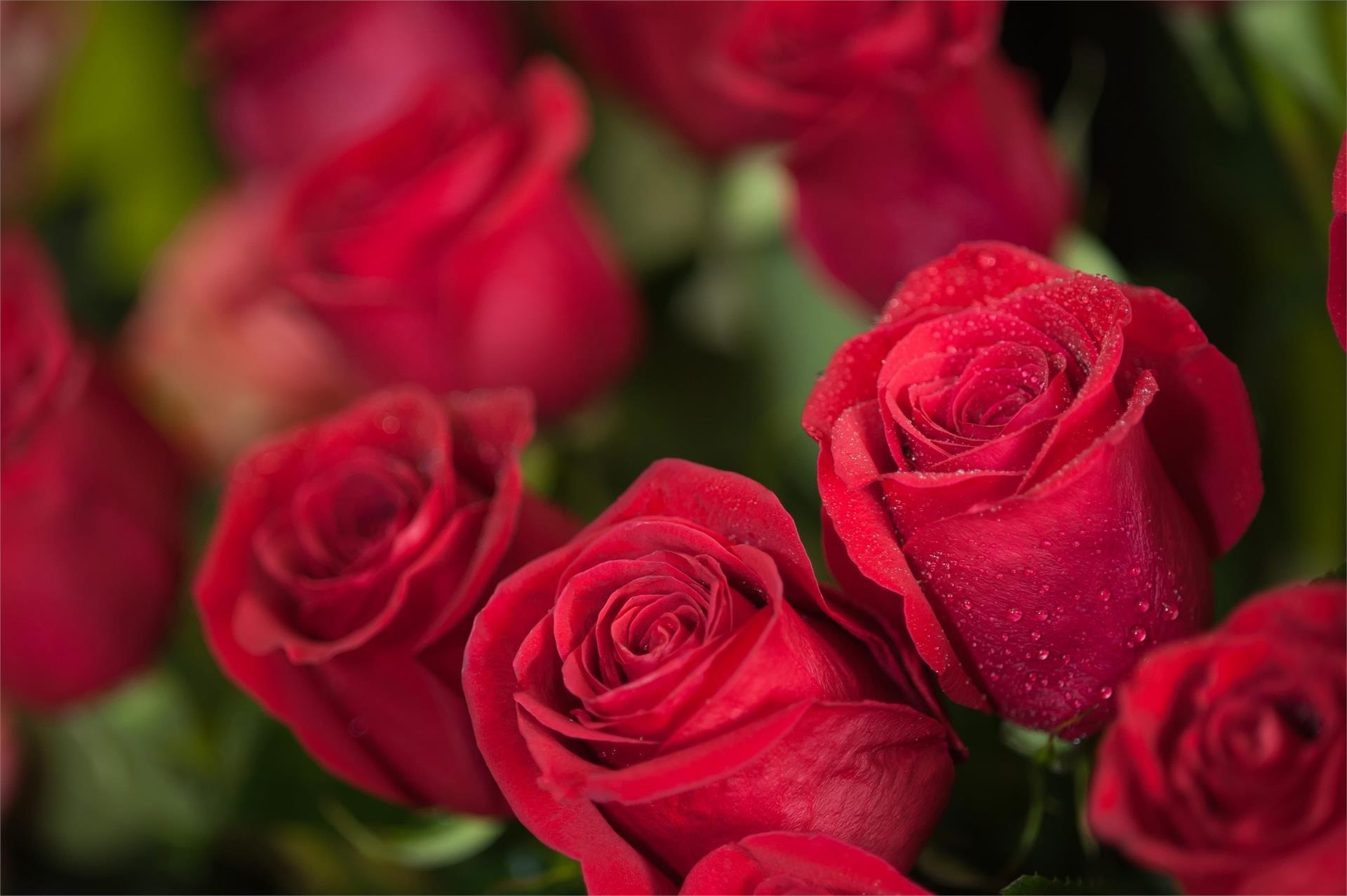 ¿Por qué las rosas son las flores que simbolizan el amo