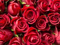 ¿Por qué las rosas son las flores que simbolizan el amor?