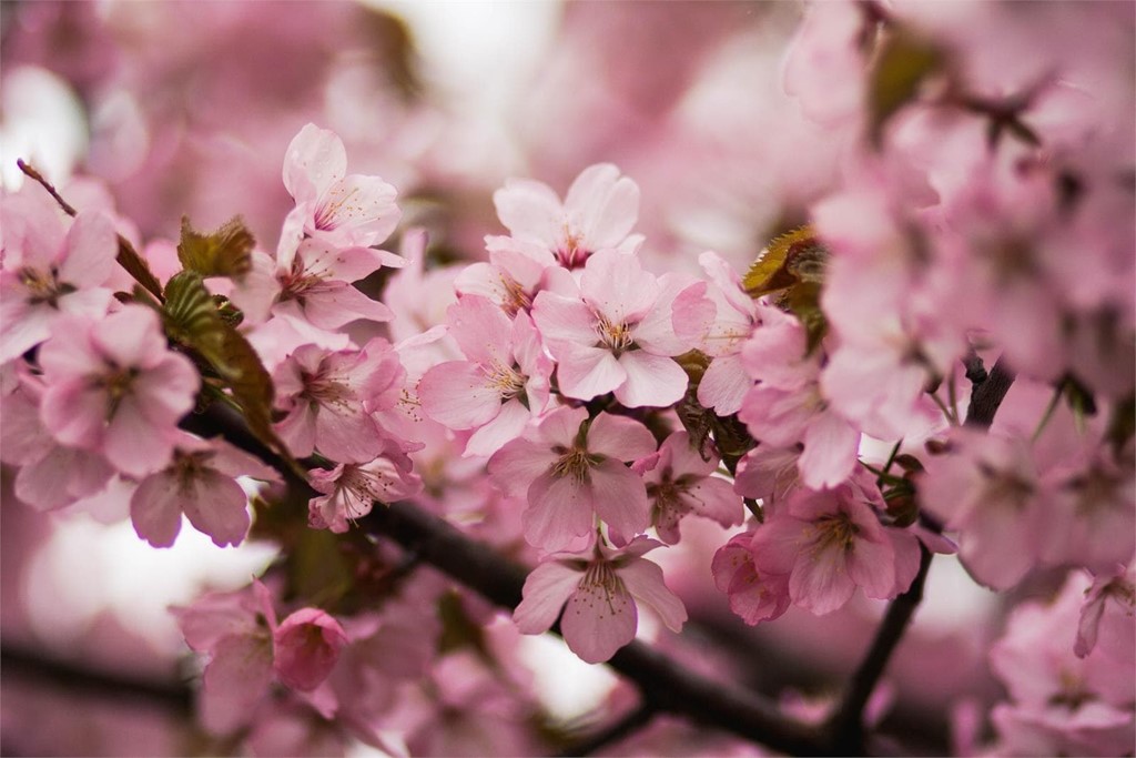 ¿Qué flores regalar en primavera?