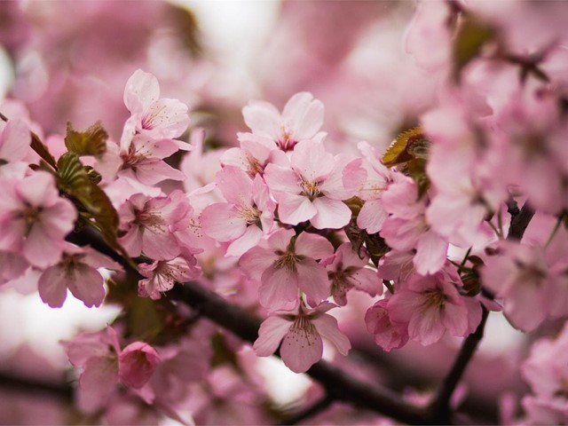 ¿Qué flores regalar en primavera?