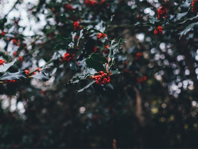 ¿Qué flores son las más resistentes a la época invernal? 