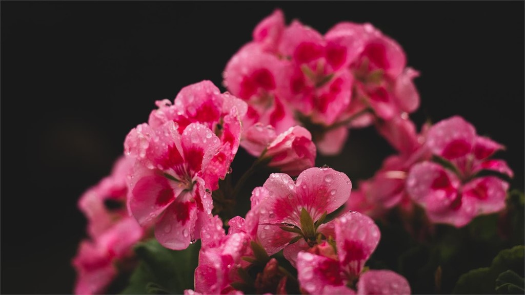 ¿Qué plantas son idóneas para el invierno?