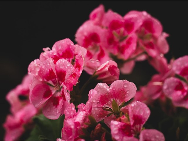 ¿Qué plantas son idóneas para el invierno?