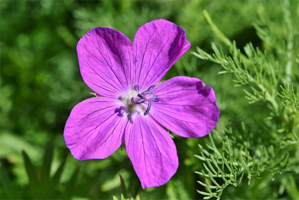 Ramos con geranios? Te presentamos las ventajas de este tipo de flor