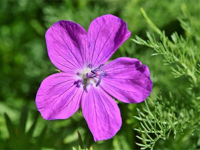 ¿Ramos con geranios? Te presentamos las ventajas de este tipo de flor