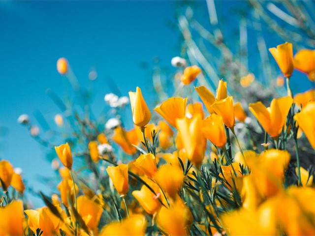 Se acerca la primavera, ¿conoces las flores de esta estación?